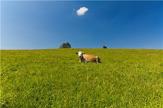 一个,母牛,卧,绿色,草地,蓝色背景,天空,背景