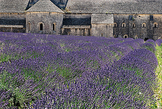 薰衣草种植区,教堂,背景,普罗旺斯,法国