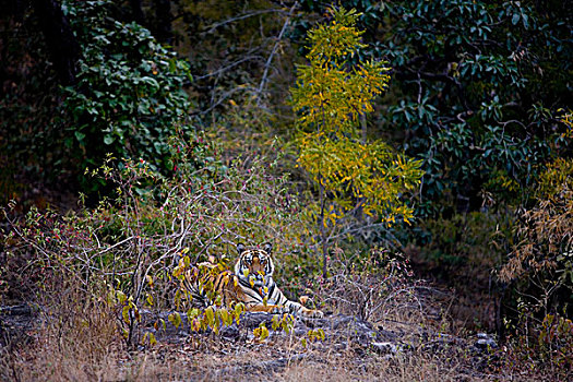 虎,班德哈维夫国家公园,印度