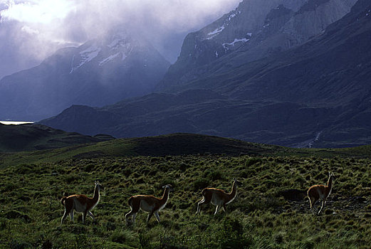 智利,公园,原驼,山峦,背景