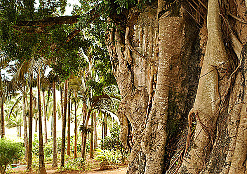印度洋,毛里求斯,树