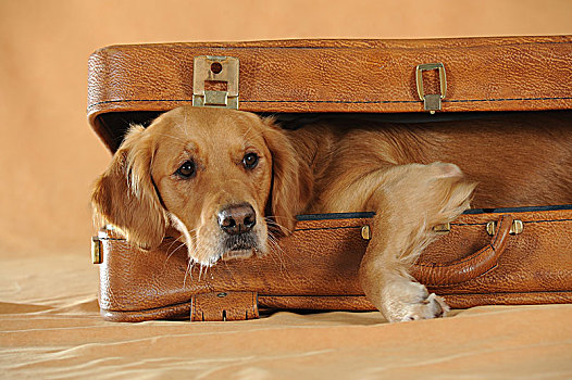 金毛猎犬,幼兽,母狗,看,室外,手提箱
