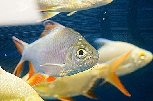 双线鲫鱼在水族馆