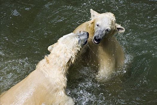 北极熊,幼兽,打闹,水中