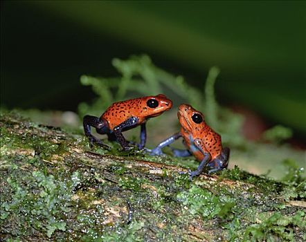 草莓箭毒蛙,一对,中美洲