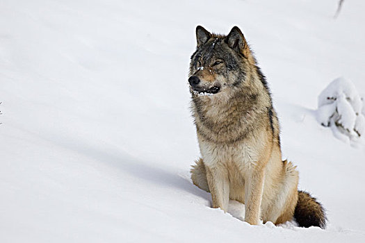 大灰狼,狼,坐,雪中,西部,艾伯塔省,加拿大