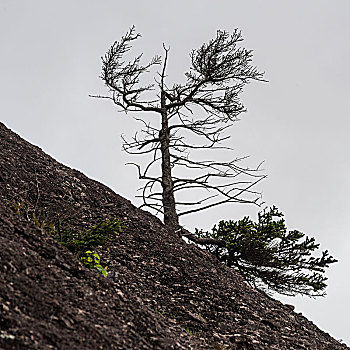 树,山,霍伯威尔岩,芬地湾,新布兰斯维克,加拿大