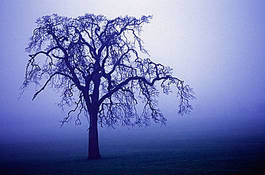 树,剪影,蓝色,雾
