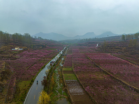 山东蒙阴岱崮地貌桃花盛开