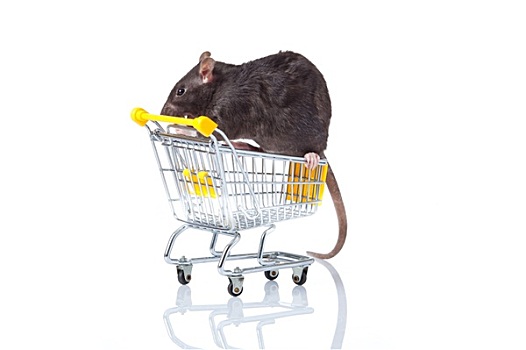 老鼠,购物车,篮子
