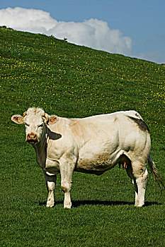 白色,牛肉,母牛,草场,诺森伯兰郡