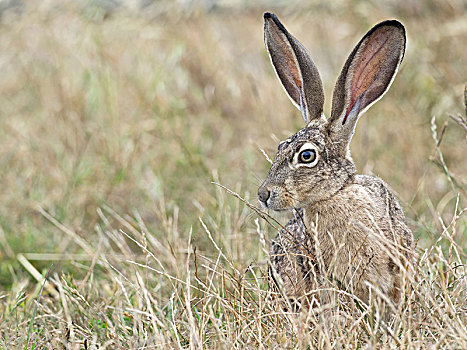 北美野兔,兔属,高草,雷斯岬,国家海岸,加利福尼亚,美国