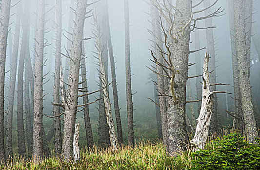 雾,树林,艾科拉州立公园,佳能海滩,俄勒冈,美国