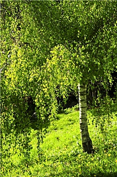 绿色,桦树