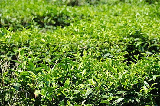 日本绿茶,农作物
