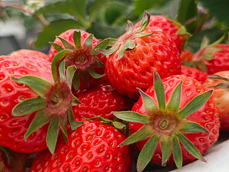 草莓,草莓花