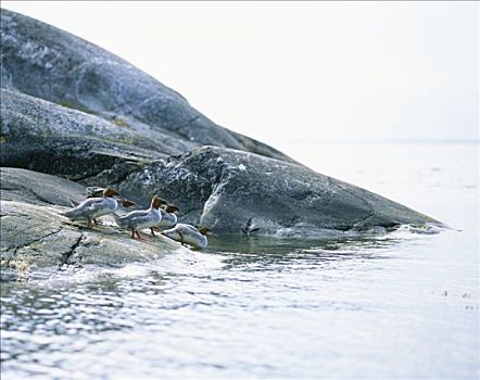 秋沙鸭,海洋