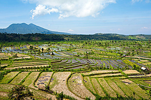 稻米,稻田,靠近,东方,巴厘岛,印度尼西亚,东南亚,亚洲