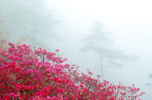 麻城杜鹃花