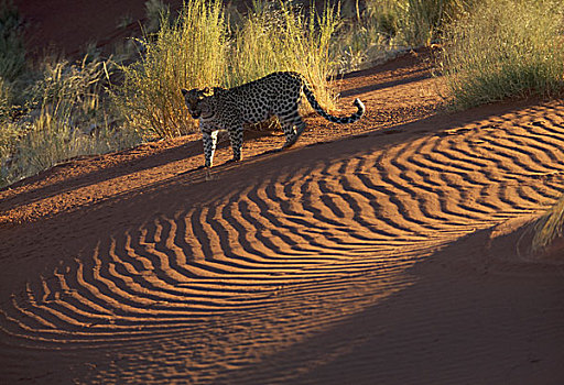 豹,纳米比诺克陆夫国家公园,纳米比亚