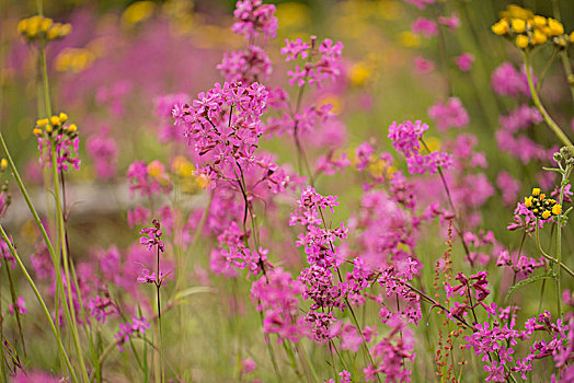 粉色,野花,草地