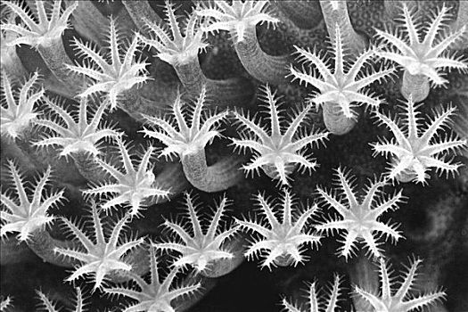 马来西亚,特写,珊瑚虫,黑白照片