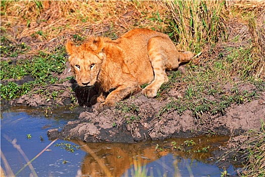 幼兽,狮子,饮用水,马赛马拉
