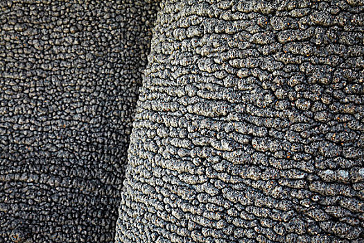 树皮,猴面包树,靠近,纳米比亚,非洲