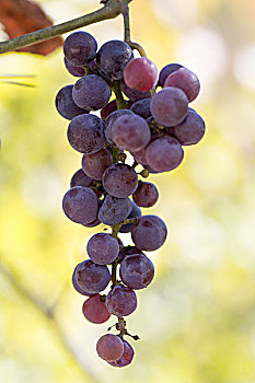 成熟的山葡萄