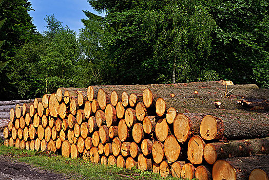 圆木,木料,一堆,哈尔茨山,山,德国