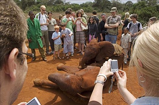 肯尼亚,内罗毕,游客,看,年轻,大象,拿,动物收容院