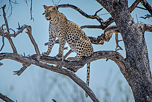 豹,树,埃托沙国家公园,纳米比亚,非洲