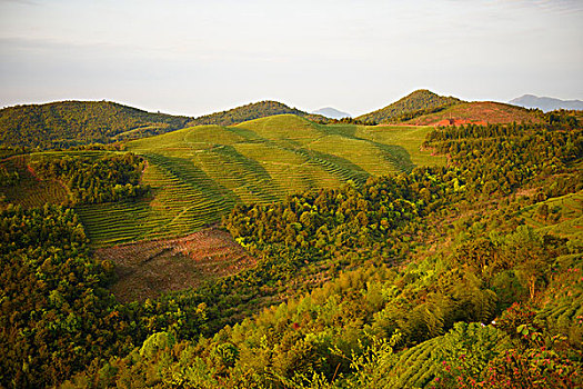 福建福鼎梯田茶园