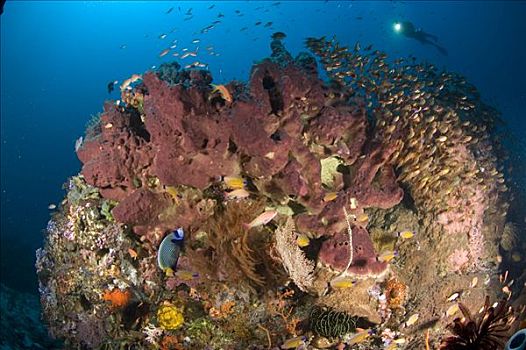 摄影,礁石,生态系统,岛屿,科莫多国家公园,印度尼西亚