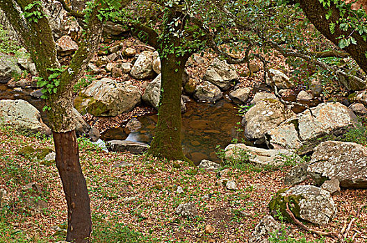 栓皮栎,西班牙栓皮栎,自然公园,马拉加省,安达卢西亚,西班牙,欧洲