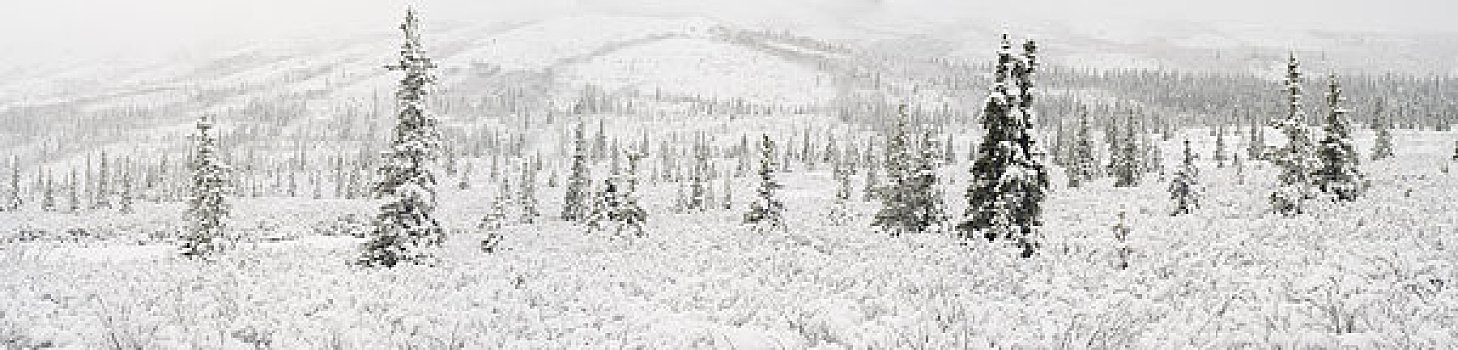 全景,风景,下雪,云杉,苔原,德纳里峰国家公园,室内,阿拉斯加