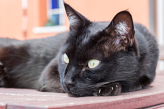 黑猫,休息,桌子