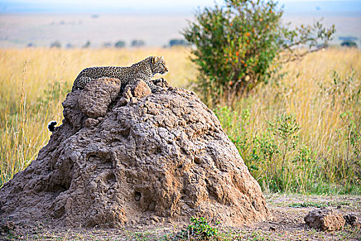 豹,躺着,蚁丘,马赛马拉国家保护区,肯尼亚,非洲