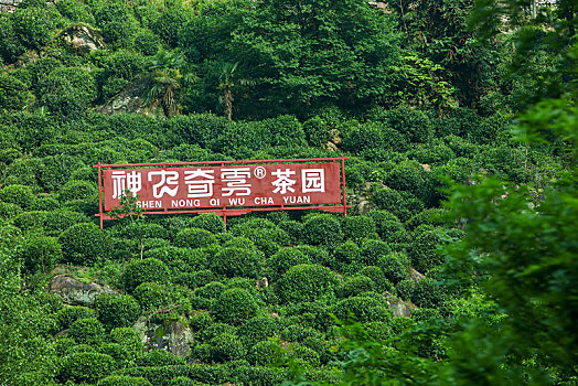 茶园,山区,土地,湖北,神农架,大山,种植,经济作物,农村,茶农