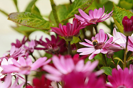 小,蜜蜂,授粉,粉色,非洲雏菊