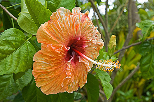 库克群岛,拉罗汤加岛,木槿