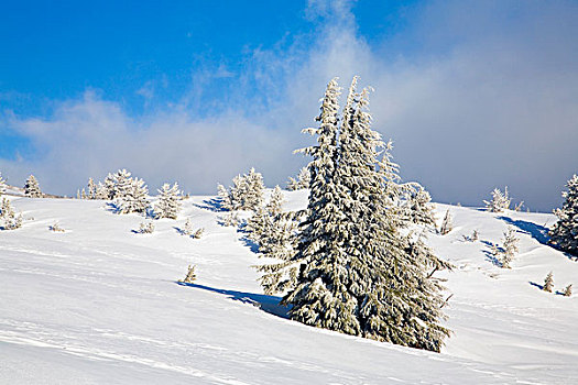 树,冬天,风景,胡德山,俄勒冈,美国