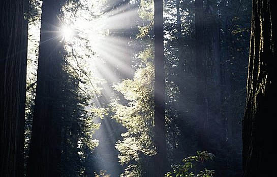 阳光,通过,树,红杉国家公园,加利福尼亚,美国