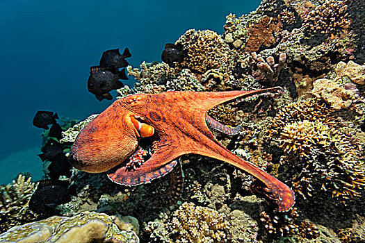 常见章鱼,珊瑚礁,红海,埃及,非洲