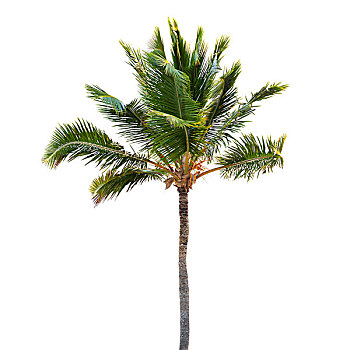 椰树,隔绝,白色背景,背景