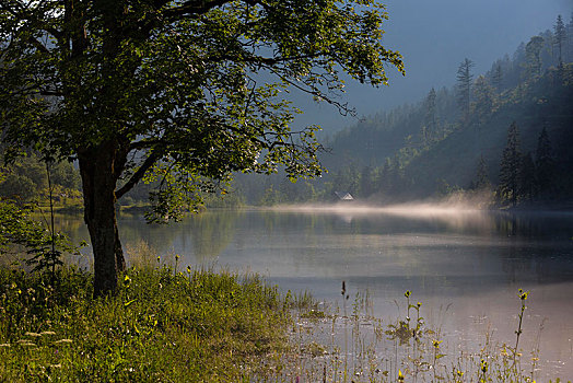 湖,靠近,早晨,雾气,萨尔茨卡莫古特,奥地利,欧洲