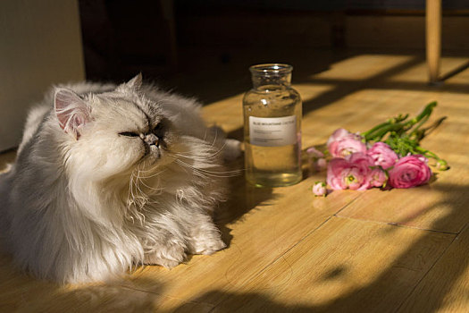 猫与阳光