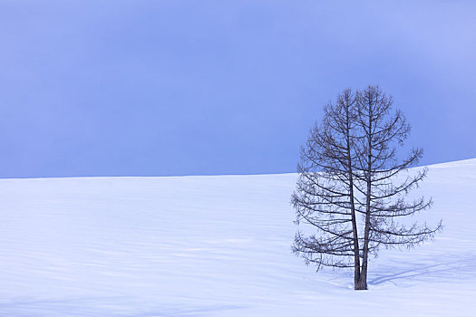 雪原上的生命,树