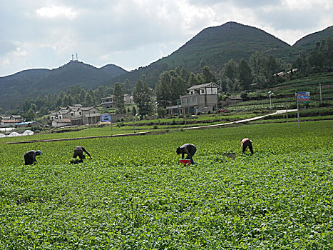 豌豆尖,豌豆苗,蔬菜,收获,劳作,场景