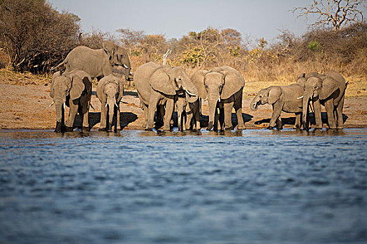 非洲象,喝,奥卡万戈河,河,纳米比亚,非洲